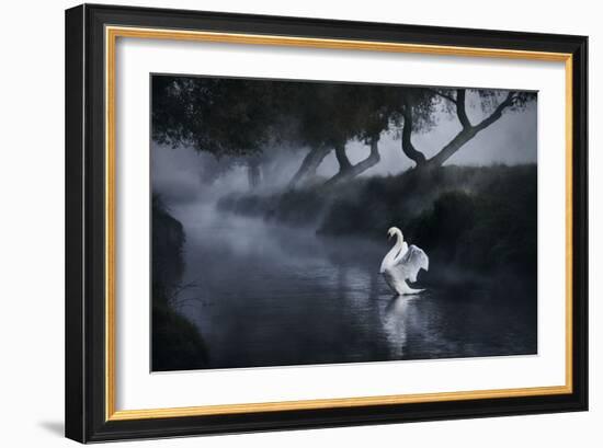 A Lone Mute Swan Stretches its Wings in Richmond Park-Alex Saberi-Framed Photographic Print