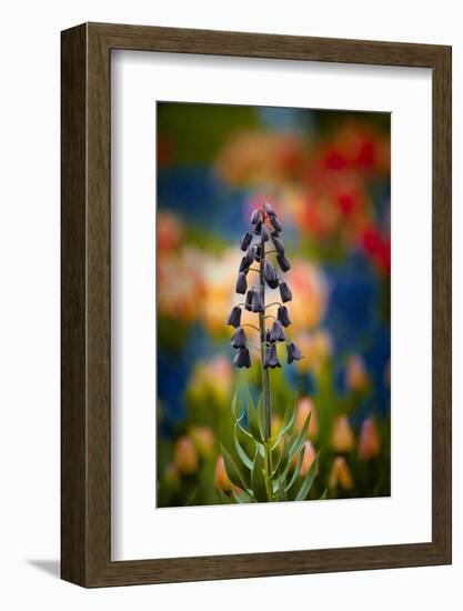 A Lone Persian Lily Against a Very Colorful Background-Sheila Haddad-Framed Photographic Print