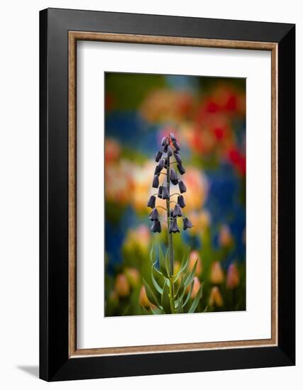 A Lone Persian Lily Against a Very Colorful Background-Sheila Haddad-Framed Photographic Print