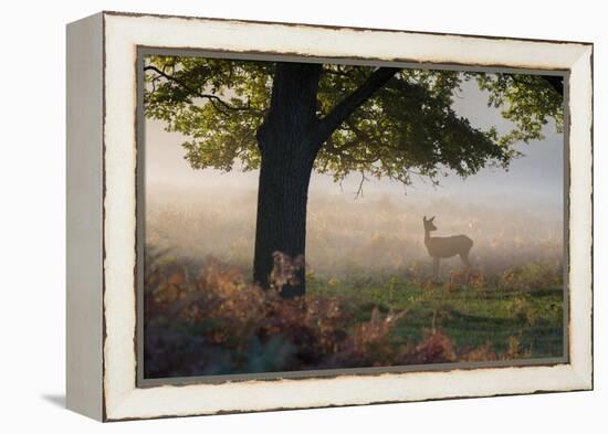 A Lone Red Deer Doe, Cervus Elaphus, Stands in the Autumn Mist in Richmond Park-Alex Saberi-Framed Premier Image Canvas