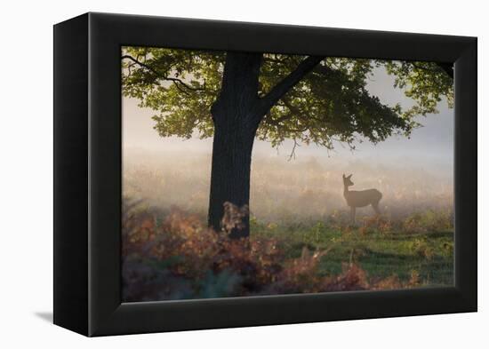 A Lone Red Deer Doe, Cervus Elaphus, Stands in the Autumn Mist in Richmond Park-Alex Saberi-Framed Premier Image Canvas