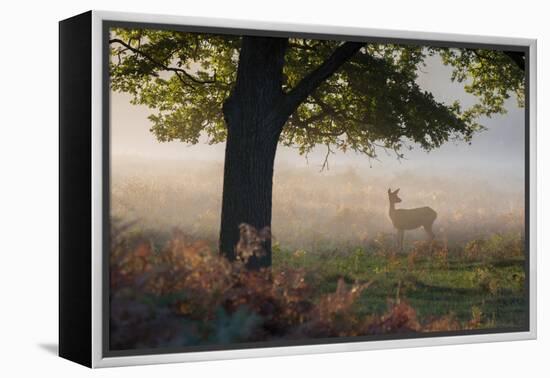 A Lone Red Deer Doe, Cervus Elaphus, Stands in the Autumn Mist in Richmond Park-Alex Saberi-Framed Premier Image Canvas