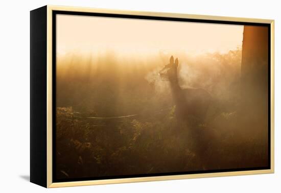 A Lone Red Deer Doe, Cervus Elaphus, Stands in the Autumn Mist in Richmond Park-Alex Saberi-Framed Premier Image Canvas