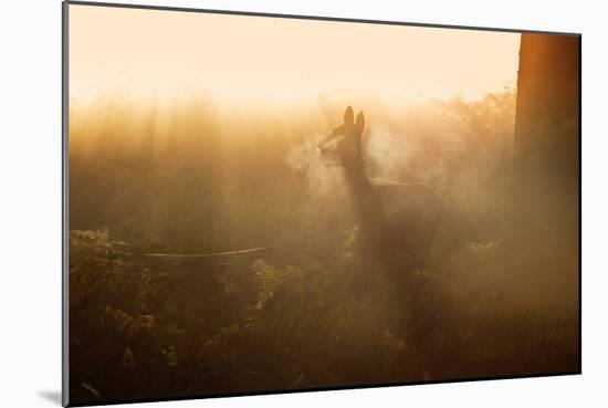 A Lone Red Deer Doe, Cervus Elaphus, Stands in the Autumn Mist in Richmond Park-Alex Saberi-Mounted Photographic Print