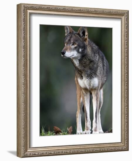 A Lone Red Wolf Looking Away from Camera.-Karine Aigner-Framed Photographic Print