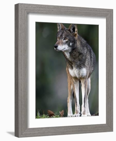 A Lone Red Wolf Looking Away from Camera.-Karine Aigner-Framed Photographic Print