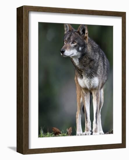 A Lone Red Wolf Looking Away from Camera.-Karine Aigner-Framed Photographic Print