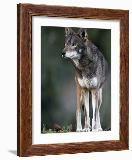 A Lone Red Wolf Looking Away from Camera.-Karine Aigner-Framed Photographic Print