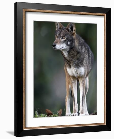 A Lone Red Wolf Looking Away from Camera.-Karine Aigner-Framed Photographic Print