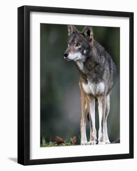 A Lone Red Wolf Looking Away from Camera.-Karine Aigner-Framed Photographic Print