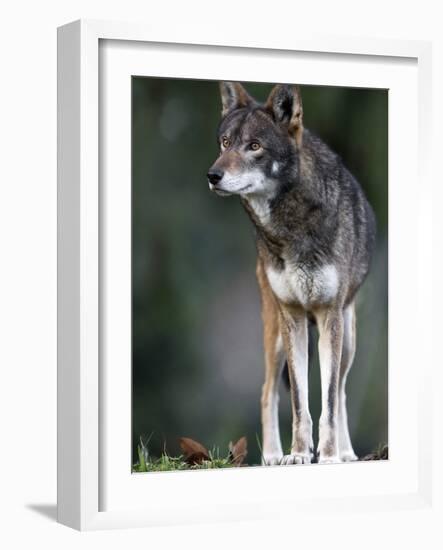 A Lone Red Wolf Looking Away from Camera.-Karine Aigner-Framed Photographic Print