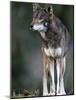 A Lone Red Wolf Looking Away from Camera.-Karine Aigner-Mounted Photographic Print