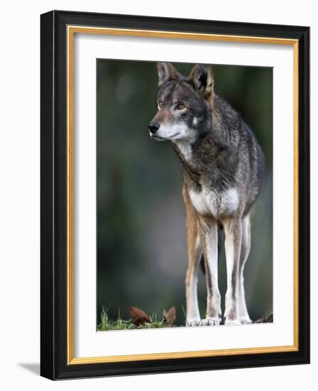 A Lone Red Wolf Looking Away from Camera.-Karine Aigner-Framed Photographic Print