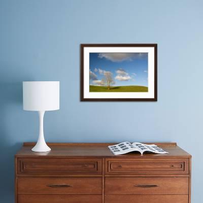 A Lone Sycamore Tree In A Grass Meadow Photographic Print By