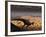 A Lone T. Rex Looks Down on a Large Herd of Triceratops-Stocktrek Images-Framed Photographic Print