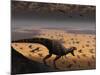 A Lone T. Rex Looks Down on a Large Herd of Triceratops-Stocktrek Images-Mounted Photographic Print