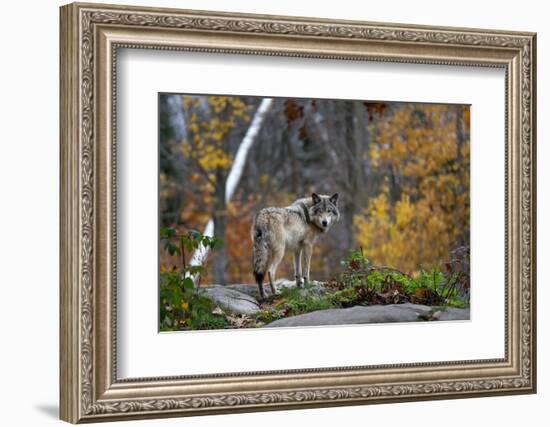 A Lone Timber Wolf or Grey Wolf (Canis Lupus) Standing on a Rocky Cliff Looking Back on a Rainy Day-Jim Cumming-Framed Photographic Print