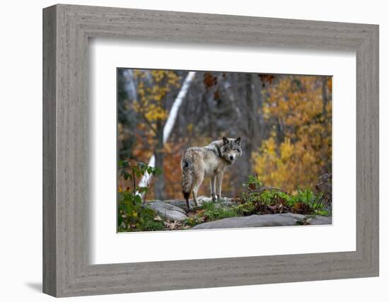 A Lone Timber Wolf or Grey Wolf (Canis Lupus) Standing on a Rocky Cliff Looking Back on a Rainy Day-Jim Cumming-Framed Photographic Print