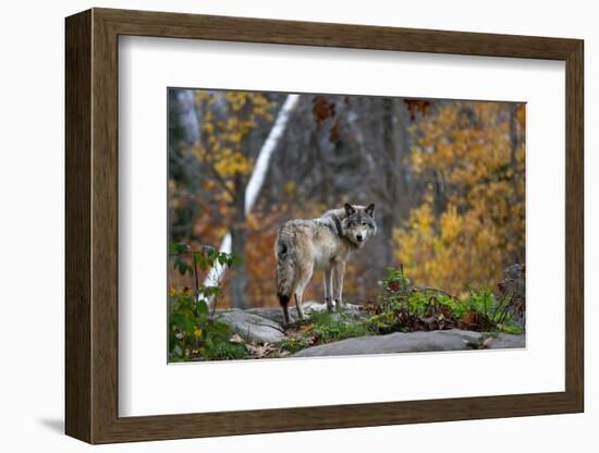 A Lone Timber Wolf or Grey Wolf (Canis Lupus) Standing on a Rocky Cliff Looking Back on a Rainy Day-Jim Cumming-Framed Photographic Print