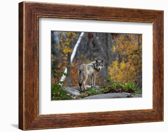 A Lone Timber Wolf or Grey Wolf (Canis Lupus) Standing on a Rocky Cliff Looking Back on a Rainy Day-Jim Cumming-Framed Photographic Print