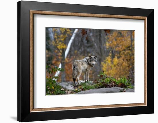A Lone Timber Wolf or Grey Wolf (Canis Lupus) Standing on a Rocky Cliff Looking Back on a Rainy Day-Jim Cumming-Framed Photographic Print
