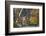 A Lone Timber Wolf or Grey Wolf (Canis Lupus) Standing on a Rocky Cliff Looking Back on a Rainy Day-Jim Cumming-Framed Photographic Print