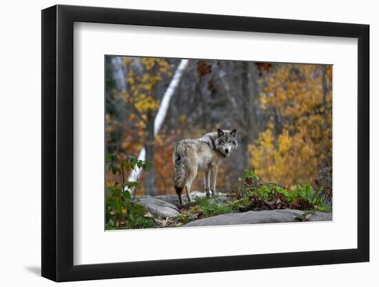 A Lone Timber Wolf or Grey Wolf (Canis Lupus) Standing on a Rocky Cliff Looking Back on a Rainy Day-Jim Cumming-Framed Photographic Print