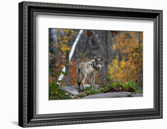 A Lone Timber Wolf or Grey Wolf (Canis Lupus) Standing on a Rocky Cliff Looking Back on a Rainy Day-Jim Cumming-Framed Photographic Print