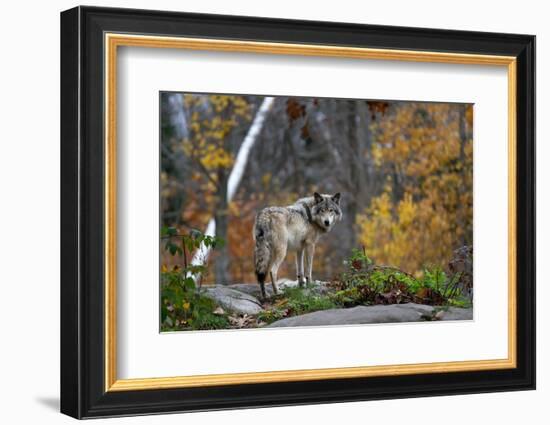 A Lone Timber Wolf or Grey Wolf (Canis Lupus) Standing on a Rocky Cliff Looking Back on a Rainy Day-Jim Cumming-Framed Photographic Print