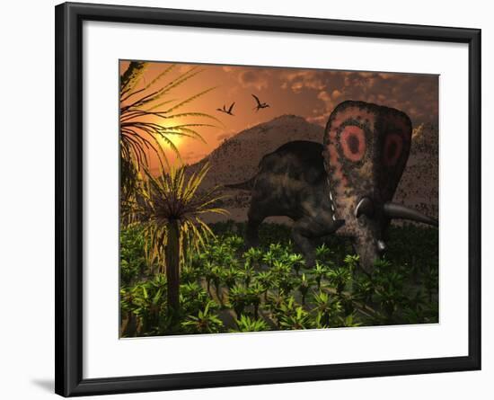 A Lone Torosaurus Dinosaur Feeding on Plants-Stocktrek Images-Framed Photographic Print