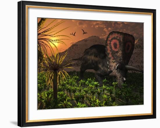 A Lone Torosaurus Dinosaur Feeding on Plants-Stocktrek Images-Framed Photographic Print