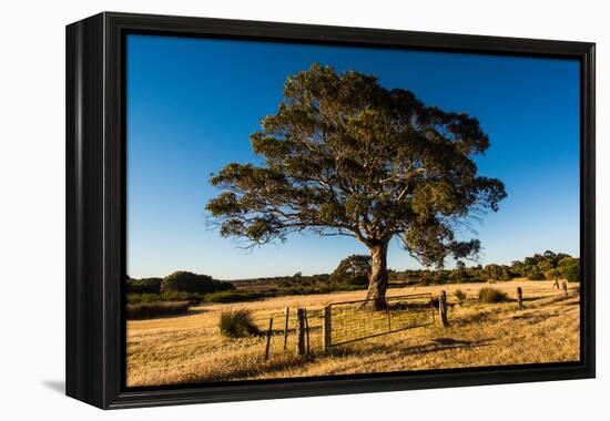 A lone tree in a field, Western Cove Road, Kangaroo Island, South Australia-Mark A Johnson-Framed Premier Image Canvas