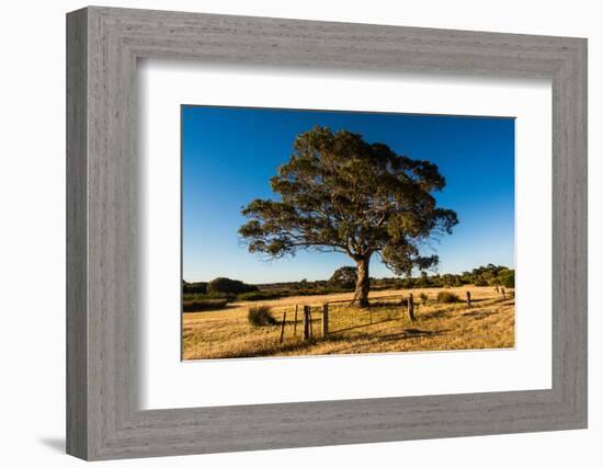 A lone tree in a field, Western Cove Road, Kangaroo Island, South Australia-Mark A Johnson-Framed Photographic Print