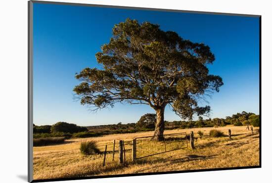 A lone tree in a field, Western Cove Road, Kangaroo Island, South Australia-Mark A Johnson-Mounted Photographic Print