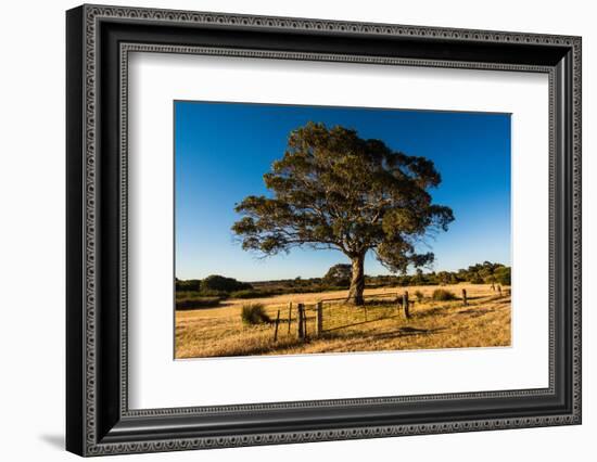 A lone tree in a field, Western Cove Road, Kangaroo Island, South Australia-Mark A Johnson-Framed Photographic Print