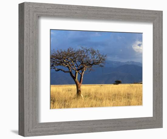 A Lone Tree in the Grasslands of Nechisar National Park, Ethiopia-Janis Miglavs-Framed Photographic Print