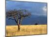 A Lone Tree in the Grasslands of Nechisar National Park, Ethiopia-Janis Miglavs-Mounted Photographic Print