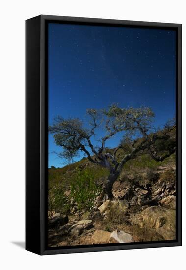 A Lone Tree in Torotoro National Park by Moonlight-Alex Saberi-Framed Premier Image Canvas