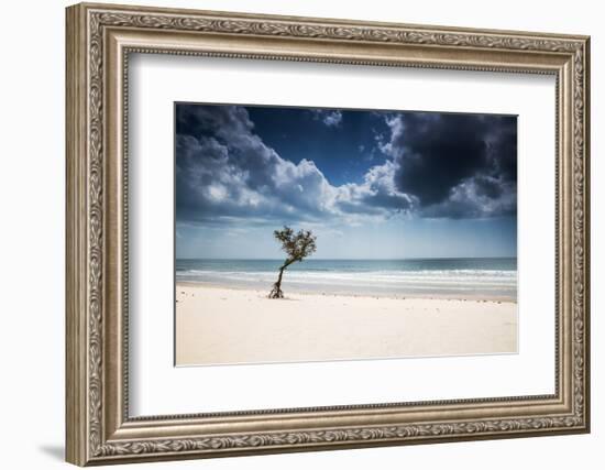 A Lone Tree on the Beach in Jericoacoara, Brazil-Alex Saberi-Framed Photographic Print