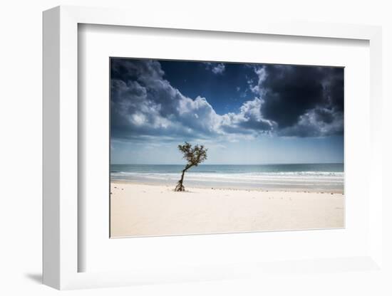 A Lone Tree on the Beach in Jericoacoara, Brazil-Alex Saberi-Framed Photographic Print