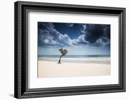 A Lone Tree on the Beach in Jericoacoara, Brazil-Alex Saberi-Framed Photographic Print