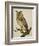 A Long-Eared Owl (Strix Otus)-Christopher Atkinson-Framed Giclee Print