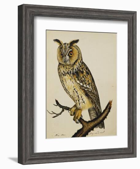 A Long-Eared Owl (Strix Otus)-Christopher Atkinson-Framed Giclee Print