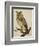 A Long-Eared Owl (Strix Otus)-Christopher Atkinson-Framed Giclee Print