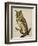 A Long-Eared Owl (Strix Otus)-Christopher Atkinson-Framed Giclee Print