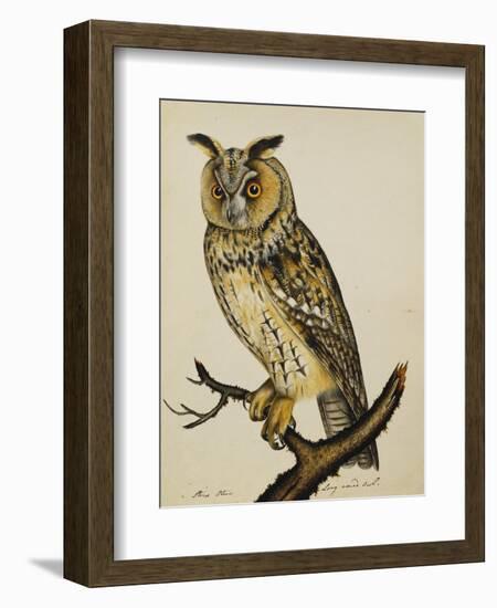 A Long-Eared Owl (Strix Otus)-Christopher Atkinson-Framed Giclee Print