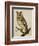 A Long-Eared Owl (Strix Otus)-Christopher Atkinson-Framed Giclee Print