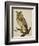 A Long-Eared Owl (Strix Otus)-Christopher Atkinson-Framed Giclee Print