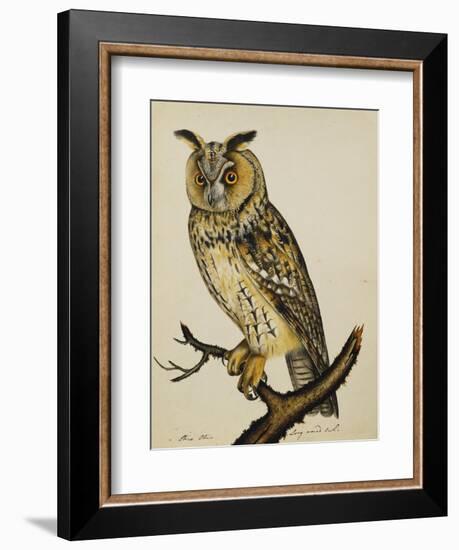 A Long-Eared Owl (Strix Otus)-Christopher Atkinson-Framed Giclee Print