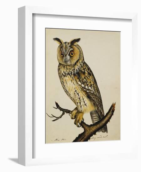 A Long-Eared Owl (Strix Otus)-Christopher Atkinson-Framed Giclee Print